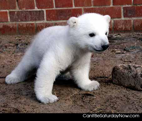 Polar play - polar bear wants to play